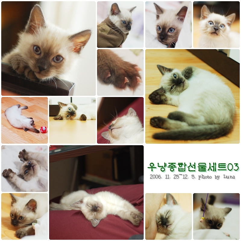 우냥사진 선물세트
