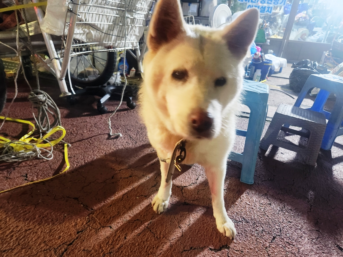 사용자 삽입 이미지