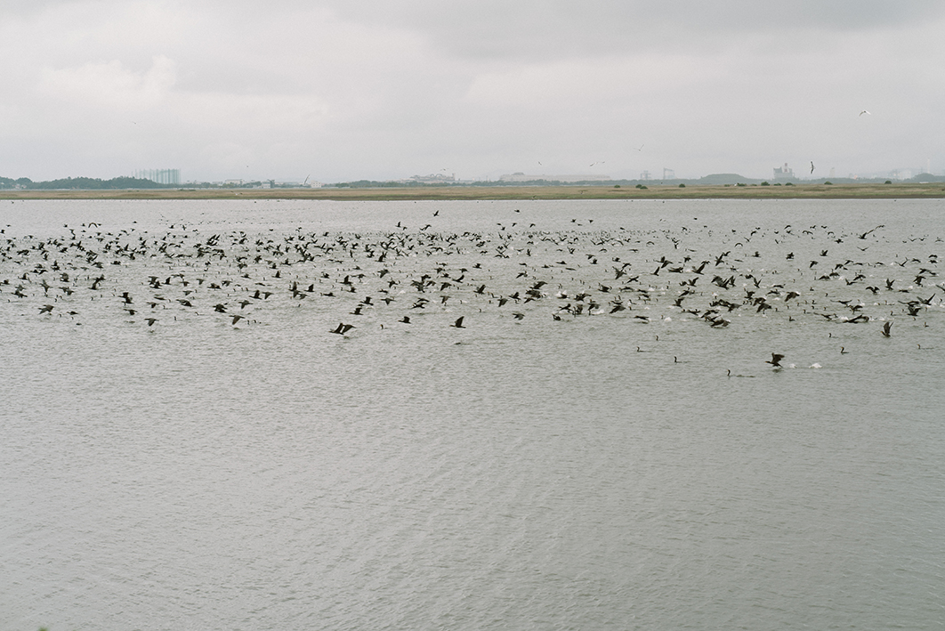 바다 위에 가마우지 떼가 낮게 날아가거나 잠수하는 모습을 촬영한 사진이다. 가마우지들은 함께 오른쪽에서 왼쪽으로 이동하고 있다. 멀리 육지의 모습이 보인다. 
