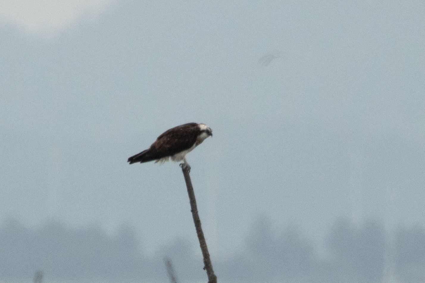 막대 위에 앉아 있는 물수리를 촬영한 사진이다. 물수리는 오른쪽을 바라보고 있다. 