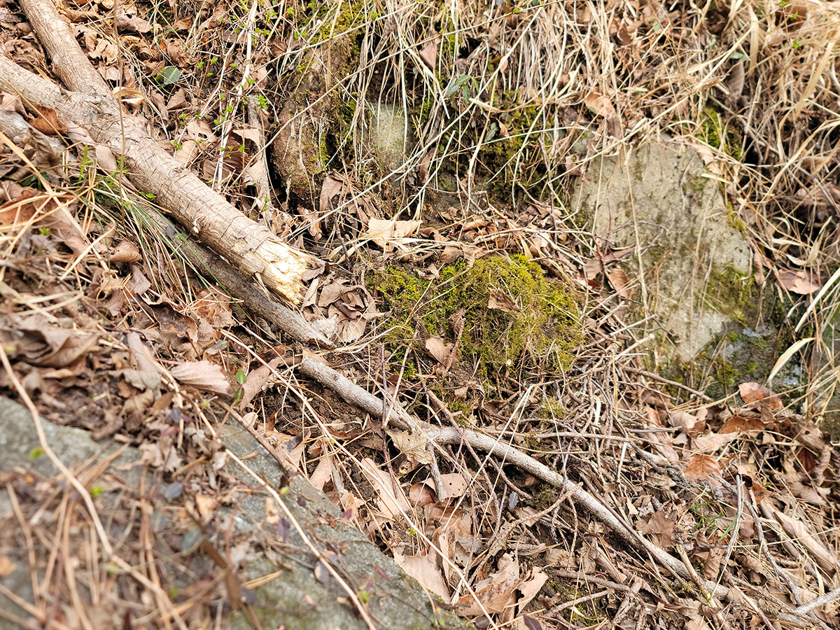 굵고 얇은 나뭇가지, 바위, 낙엽 등이 수북한 산비탈 가운데에 둥근 둥지가 있다. 둥지 앞에는 이끼가 덮여있다.