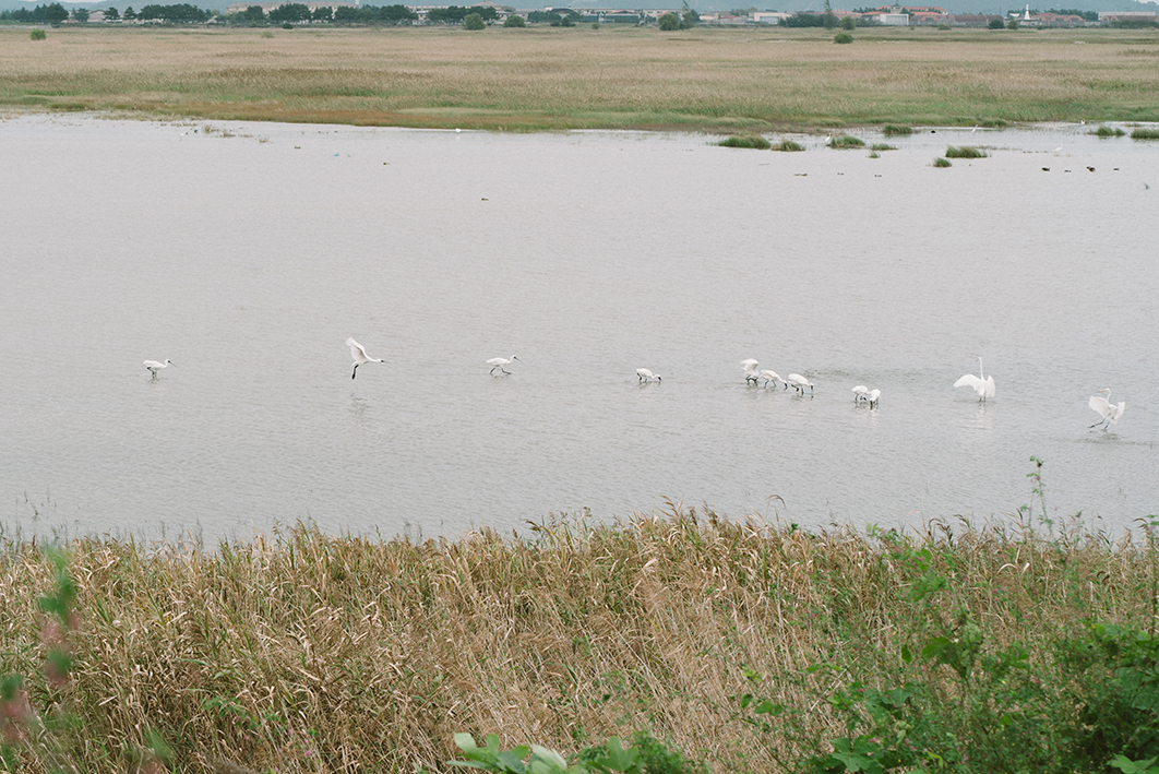 물이 들어찬 갯벌에 저어새와 백로 등이 먹이활동을 하는 모습을 촬영한 사진이다. 새들은 왼쪽에서 오른쪽으로 이동하고 있으며 몇 마리는 낮게 날고 있고 대부분은 부리를 물 속에 담그고 있다. 가까운 쪽과 먼쪽 갯벌에는 식물이 무성하고 멀리 육지의 모습이 보인다. 
