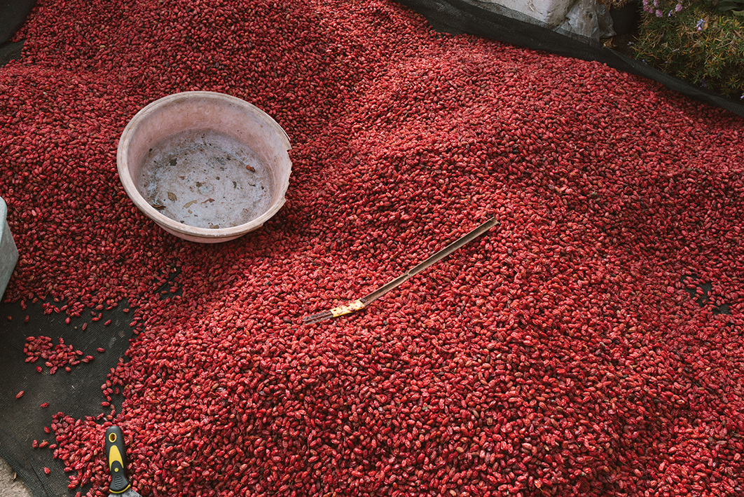 바닥의 작업대에 약간 건조된 산수유 열매가 수북하게 쌓여있는 모습을 촬영한 사진이다. 산수유 더미 위에는 작업용으로 사용되는 듯한 낡은 대야와 막대, 헤라 등이 놓여있다. 