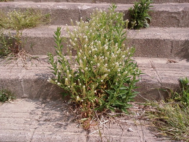 2008/05/17 한강